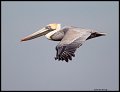 _4SB6337 brown pelican